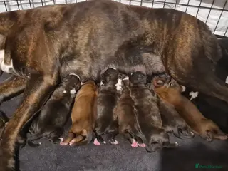 Boxer dogs Beautiful Puppies for Sale 🐶 - Advert 2