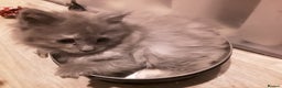Maine Coon cats for sale: Mainecoon  x ragdolls - Advert 37