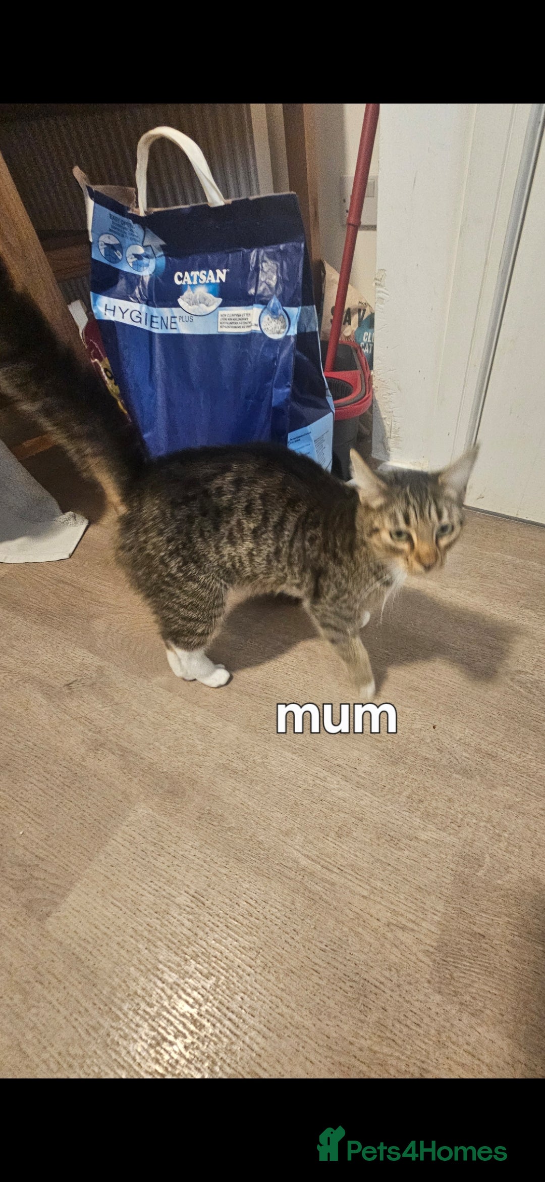 British Shorthair cats for sale: 3 boys 1 girl. Kittens - Image 6