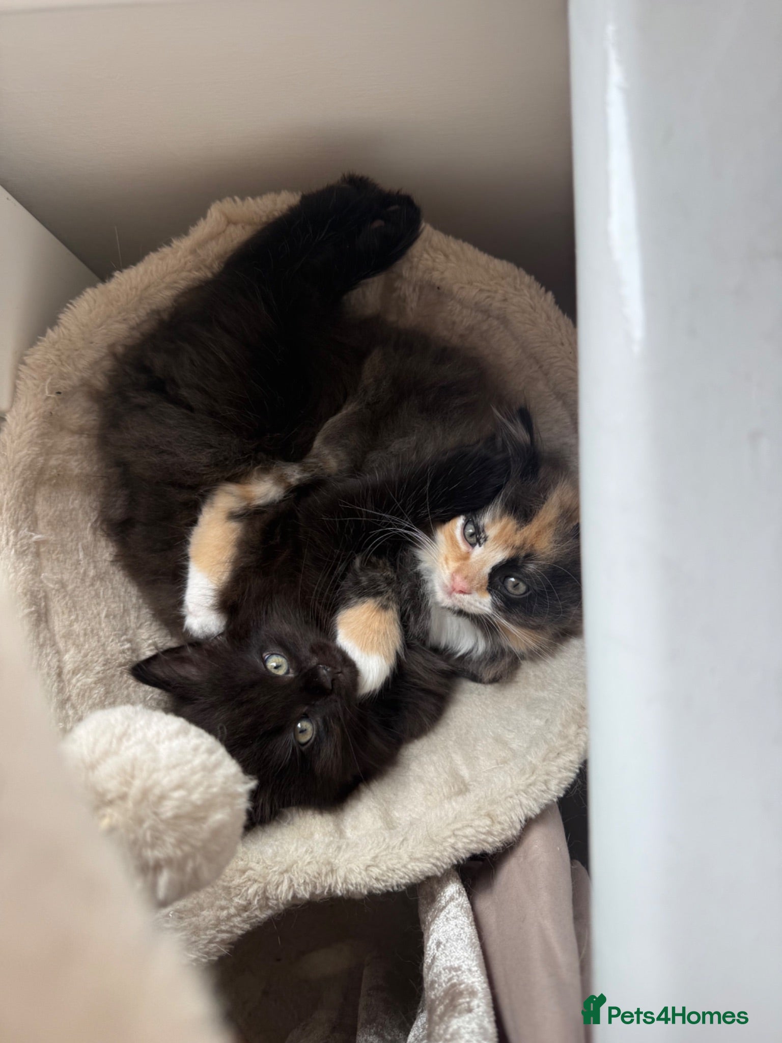 Mixed Breed cats Scotish fold mix kittens ready for there homes  - Advert 3