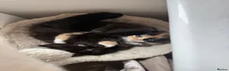 Mixed Breed cats for sale: Scotish fold mix kittens ready for there homes  - Advert 1