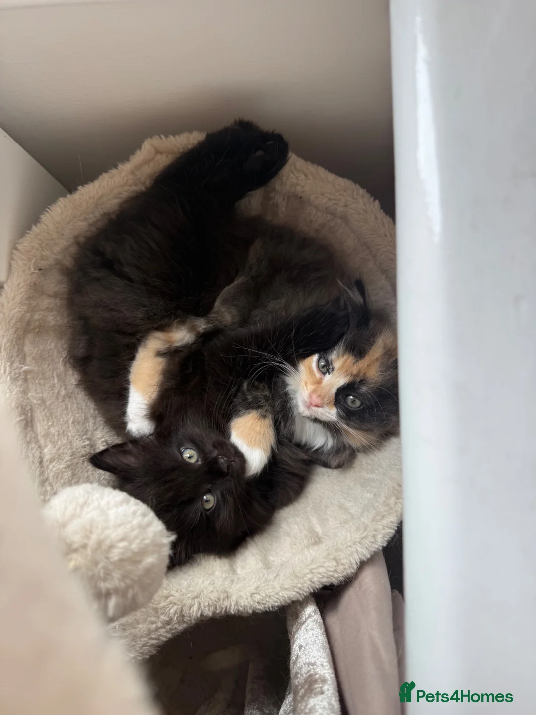Mixed Breed cats for sale: Scotish fold mix kittens ready for there homes  - Advert 1