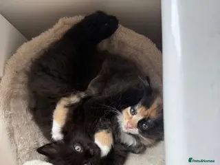Mixed Breed cats Scotish fold mix kittens ready for there homes - Advert 3