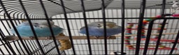 Budgerigars birds for sale: X2 budgies and large cage - Advert 4