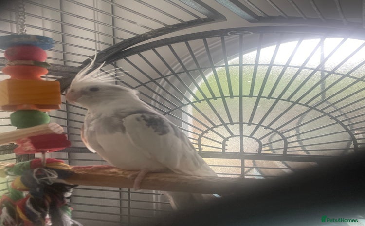 Cockatiels birds - Advert 18
