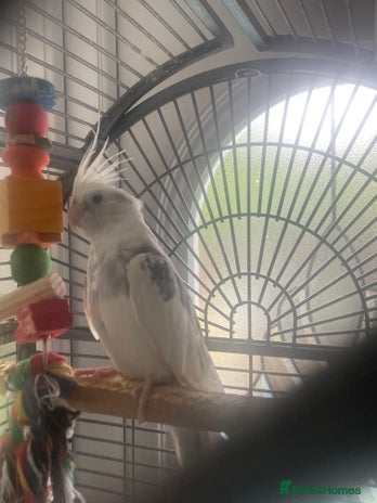 Cockatiels birds - Advert 10