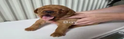 Labrador Retriever dogs for sale: Fox red labarador  - Advert 6