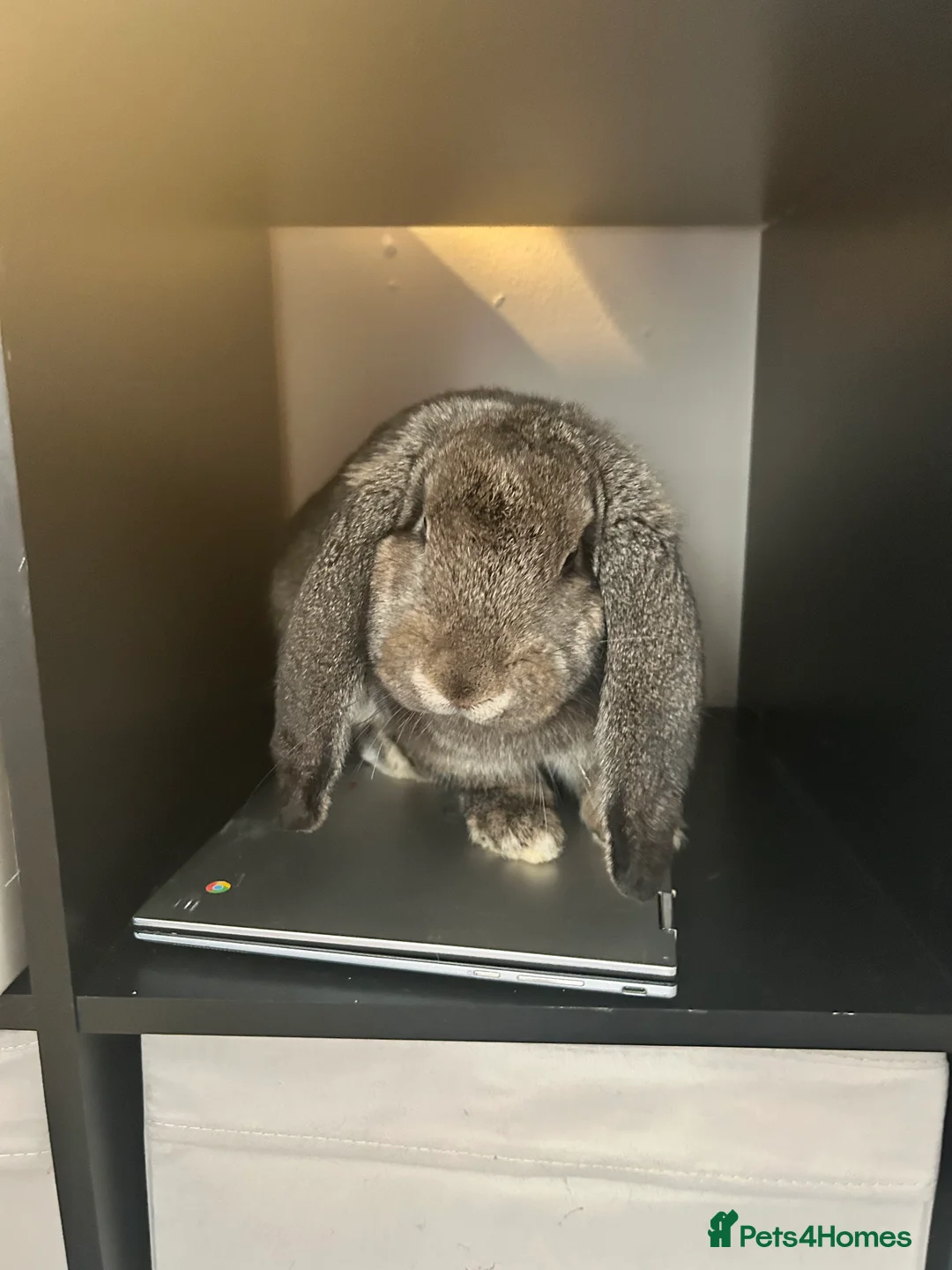 French Lop rabbits for sale: Cinnamon bun is a giant French lop - Advert 2