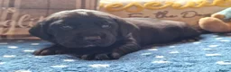 Springador dogs for sale: BEAUTIFUL SPRINGADOR PUPPIES - Advert 2