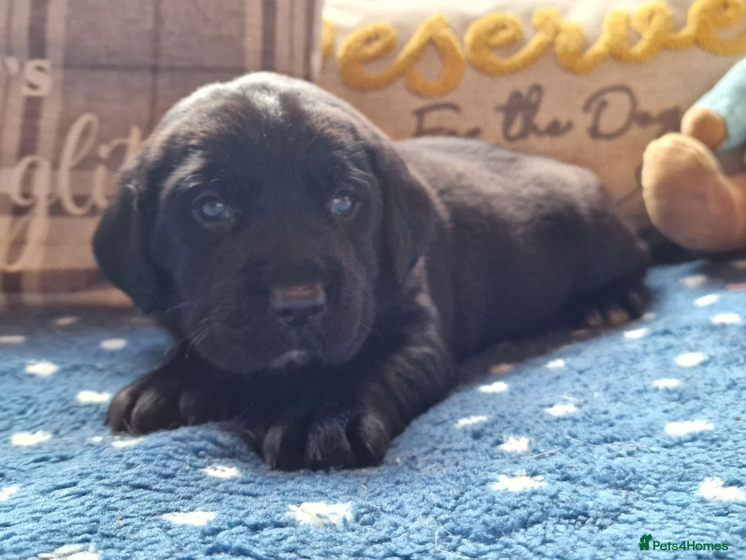 Springador dogs for sale: BEAUTIFUL SPRINGADOR PUPPIES - Advert 2