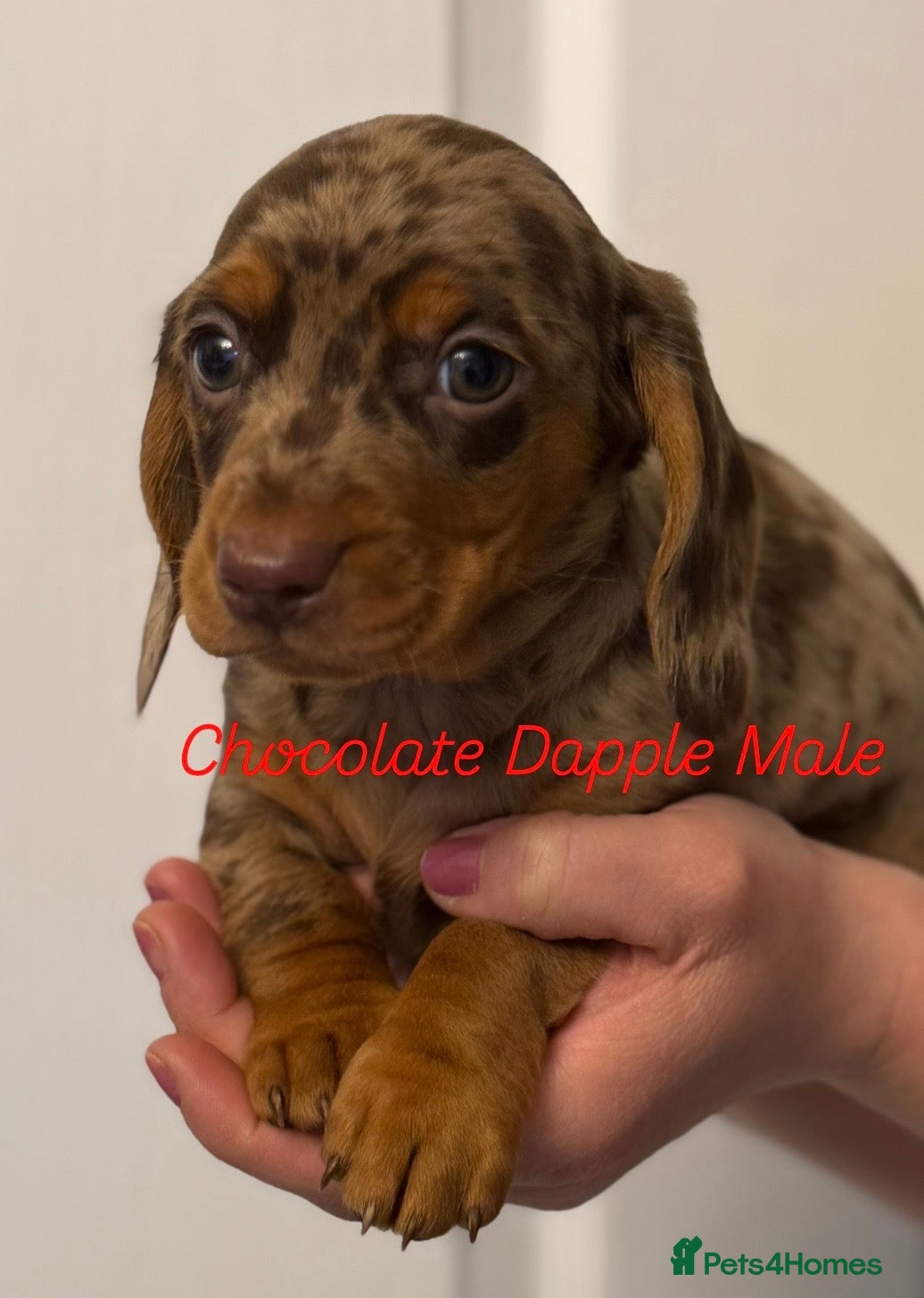 Miniature Dachshund dogs Ministure dachshund  - Advert 4