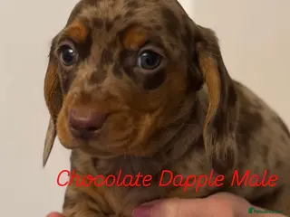 Miniature Dachshund dogs Ministure dachshund - Advert 7