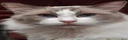 British Shorthair cats for sale: Ragdoll Bi-Colour Blue Boy - Advert 1