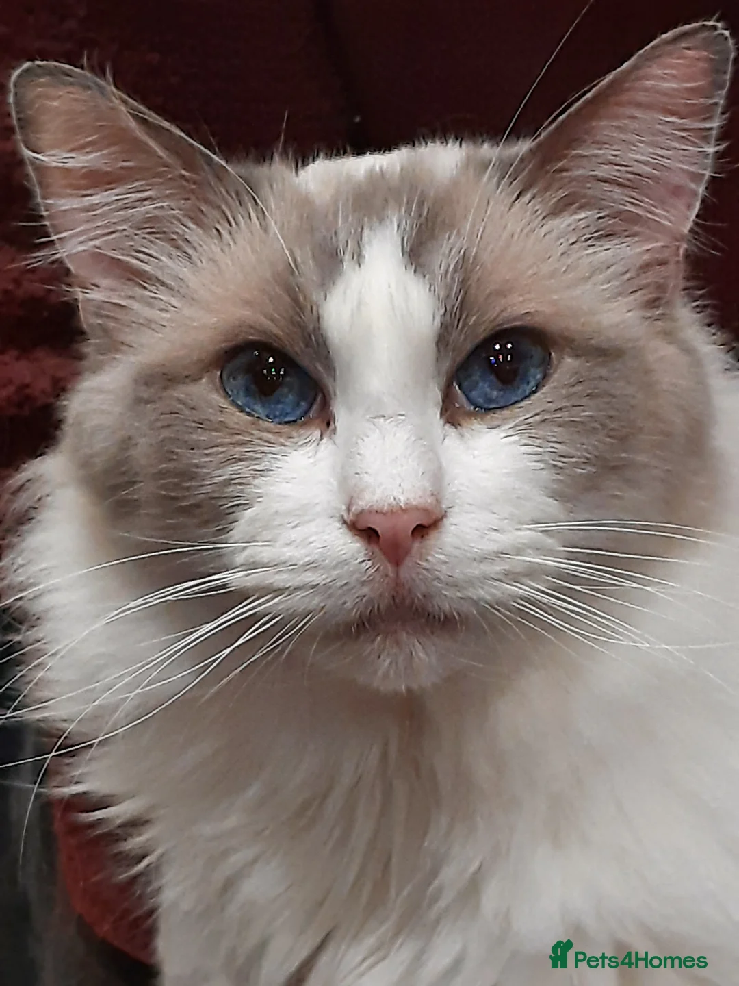 British Shorthair cats for sale: Ragdoll Bi-Colour Blue Boy - Advert 1