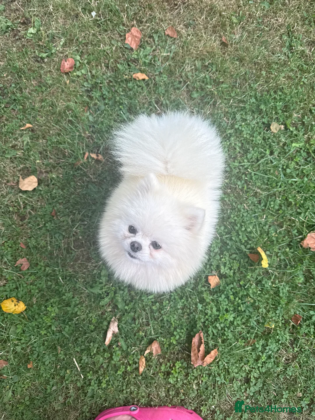 Pomeranian dogs for stud: Pierre stunning white TINY teddy Pom STUD ONLY in Romford - Advert 3