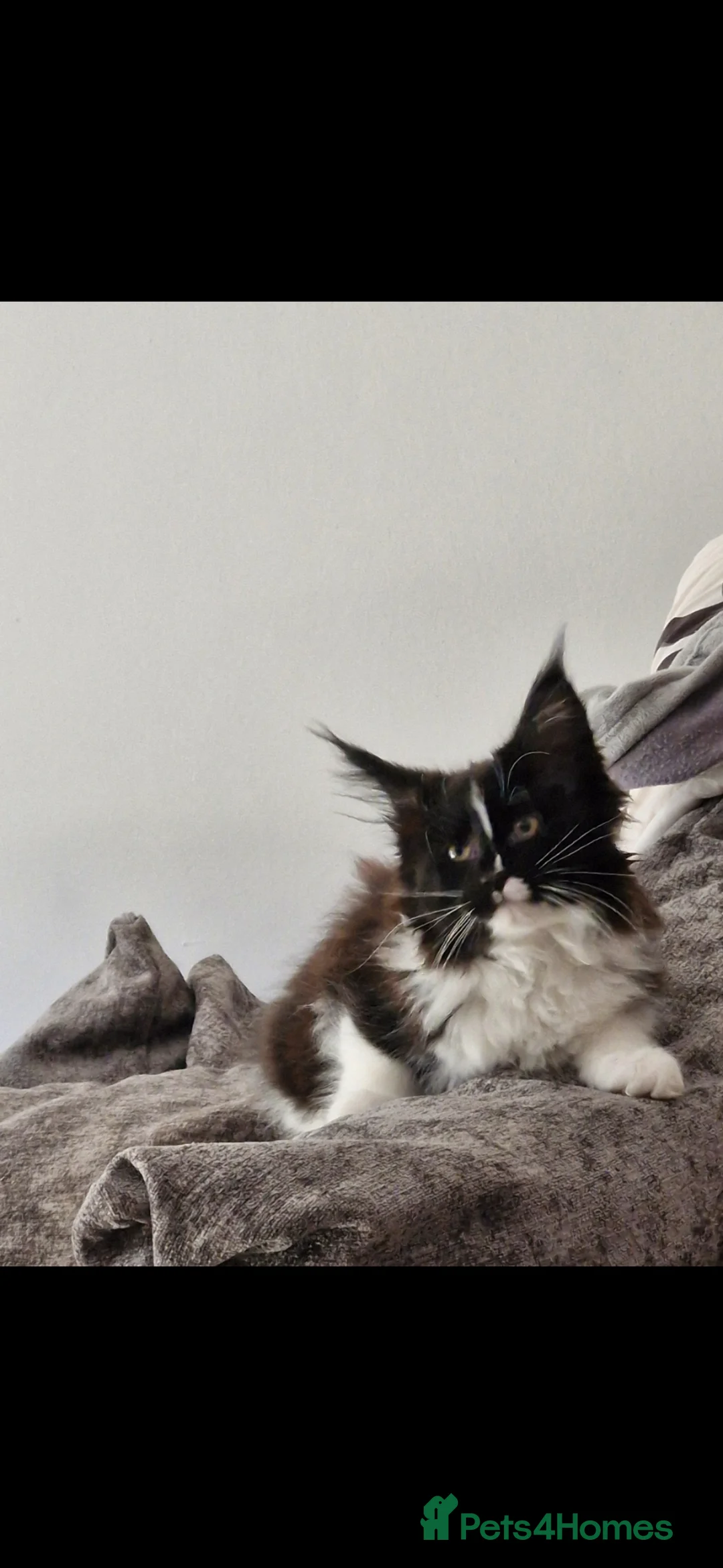 Maine Coon cats for sale: Beautiful maine coon girl - Advert 2