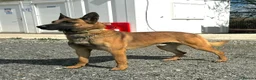 Belgian Shepherd Dog dogs for sale: Belgian Malinois puppies  - Advert 7