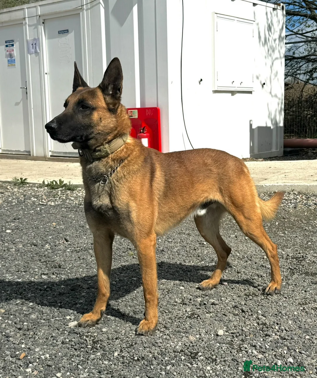 Belgian Shepherd Dog dogs for sale: Belgian Malinois puppies  - Advert 7