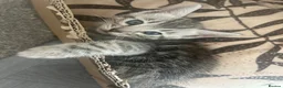 Bengal cats for sale: Bengal kittens  - Advert 5