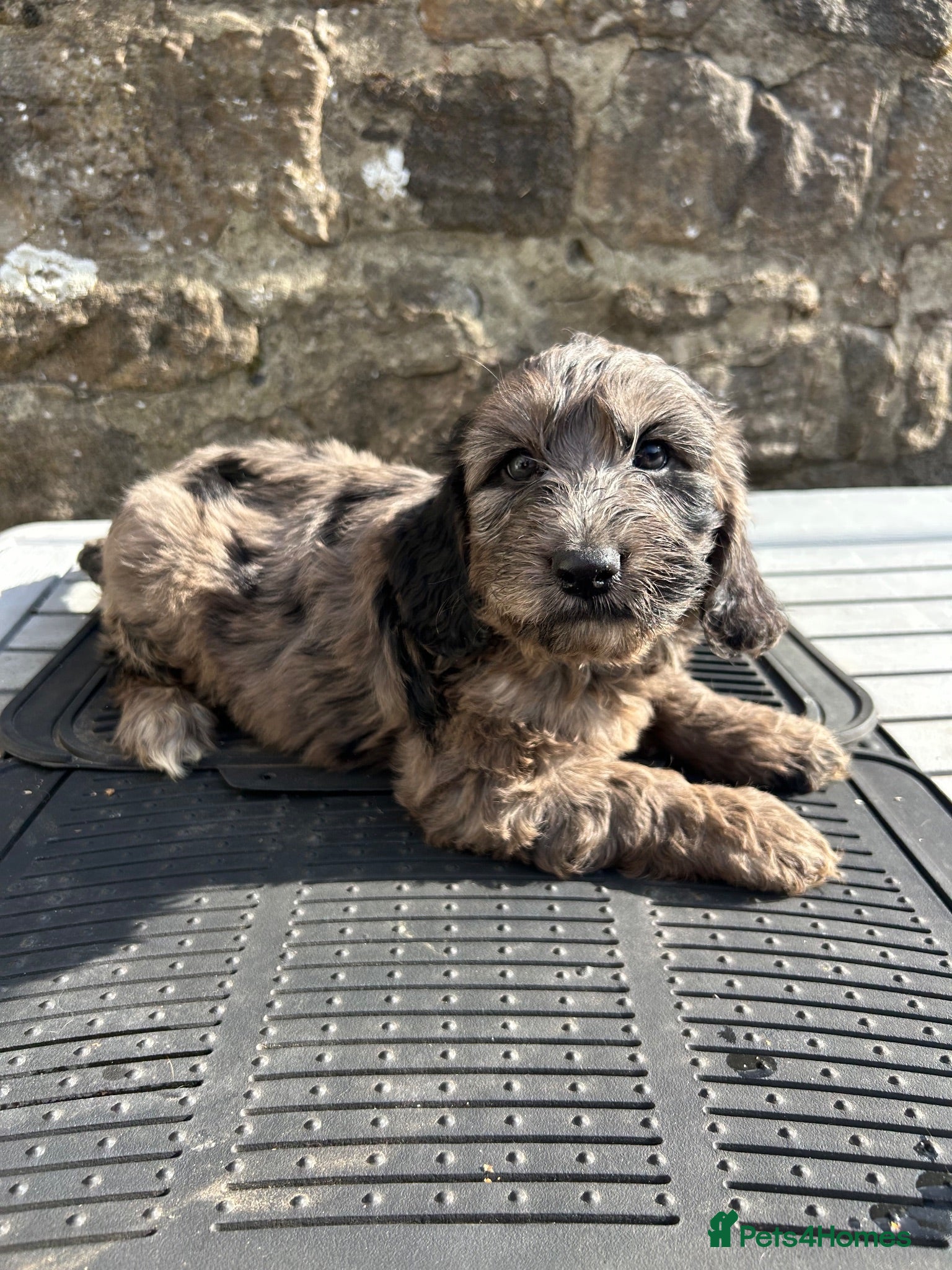 Cockapoo dogs BEAUTIFULL F1 COCKAPOOS - Advert 2