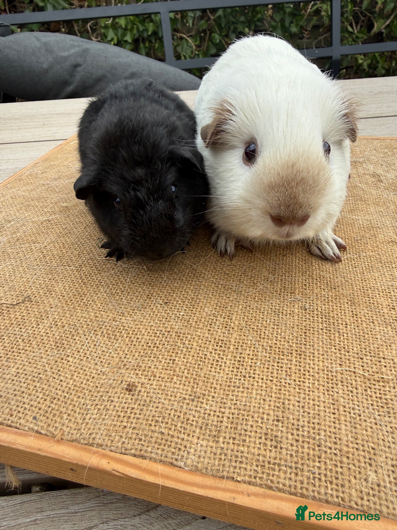 Guinea Pig rodents Pure bred Californian & black baby boars  - Advert 18