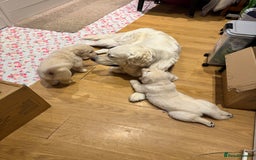 Golden Retriever dogs for sale: Amazing cream golden retriever champion bloodline  - Image 4
