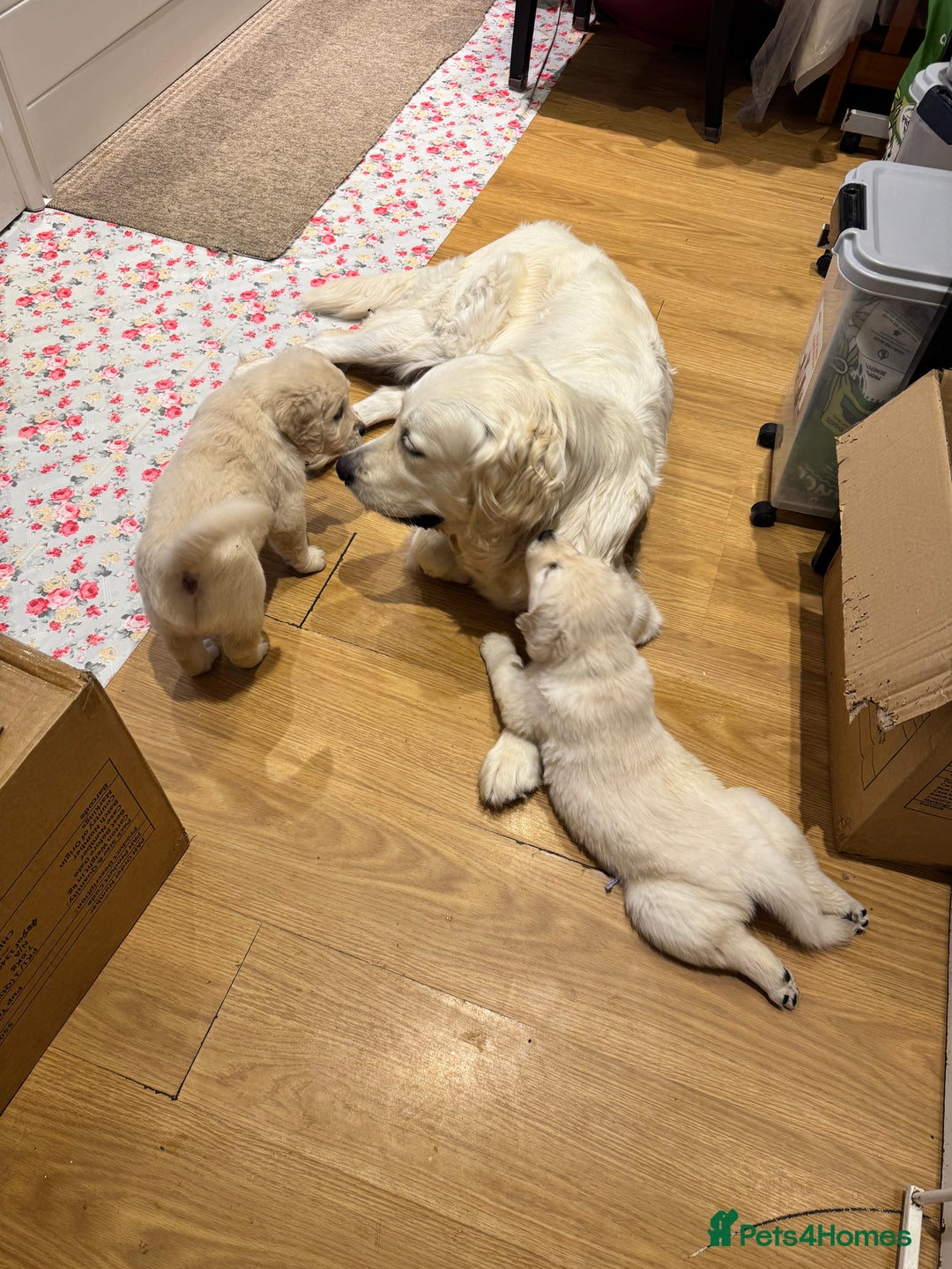 Golden Retriever dogs for sale: Amazing cream golden retriever champion bloodline  - Image 4