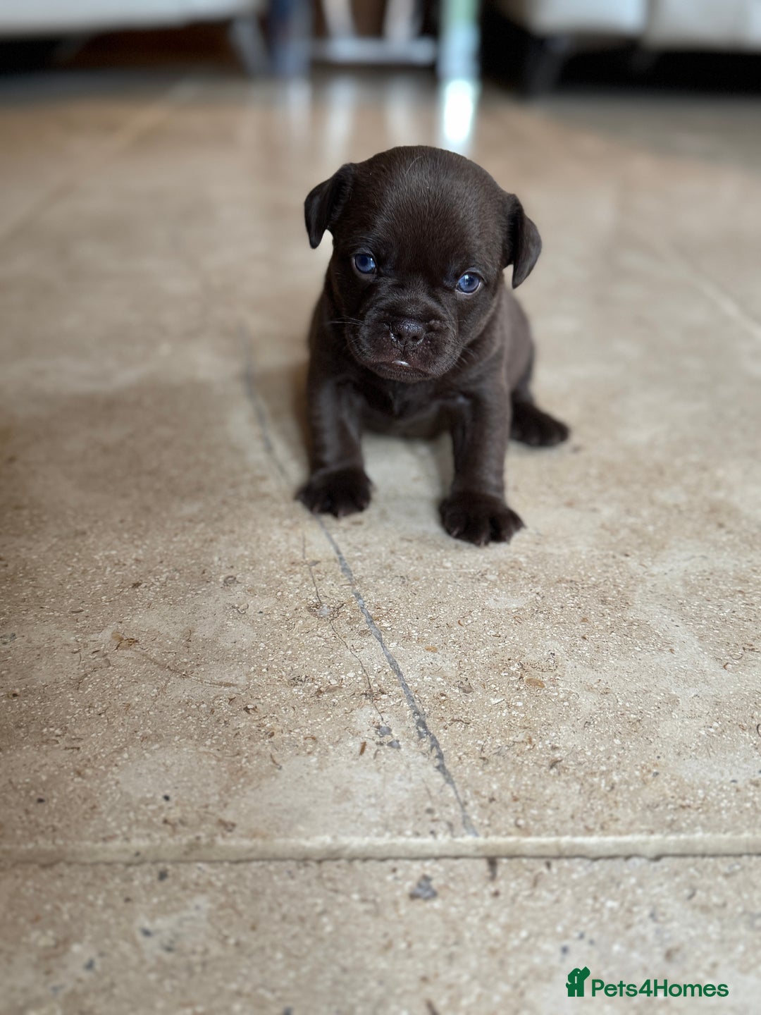 Mixed Breed dogs for sale: Frugg French bulldog cross - Advert 6