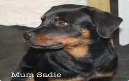 Rottweiler dogs for sale: **Stunning Rottweiler Puppies** - Image 19