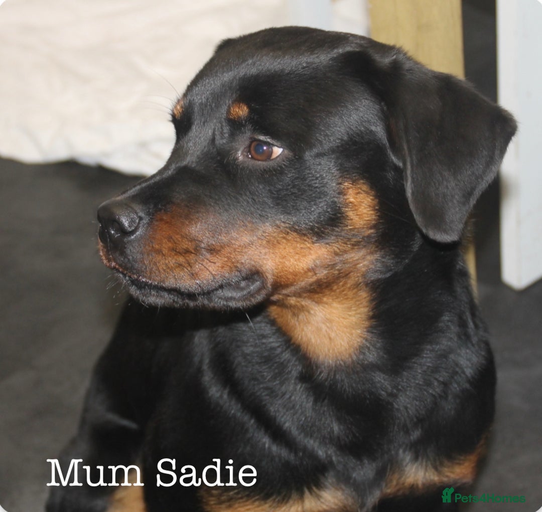 Rottweiler dogs for sale: **Stunning Rottweiler Puppies** - Image 19