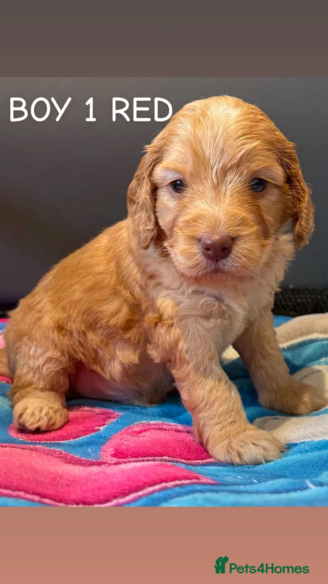 Cockapoo dogs for sale: STUNNING F1 COCKAPOOS  - Advert 1