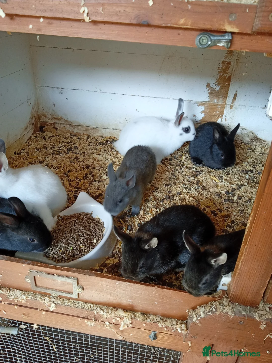 Netherland Dwarf rabbits for sale: Baby Netherland dwarf rabbits  - Advert 2
