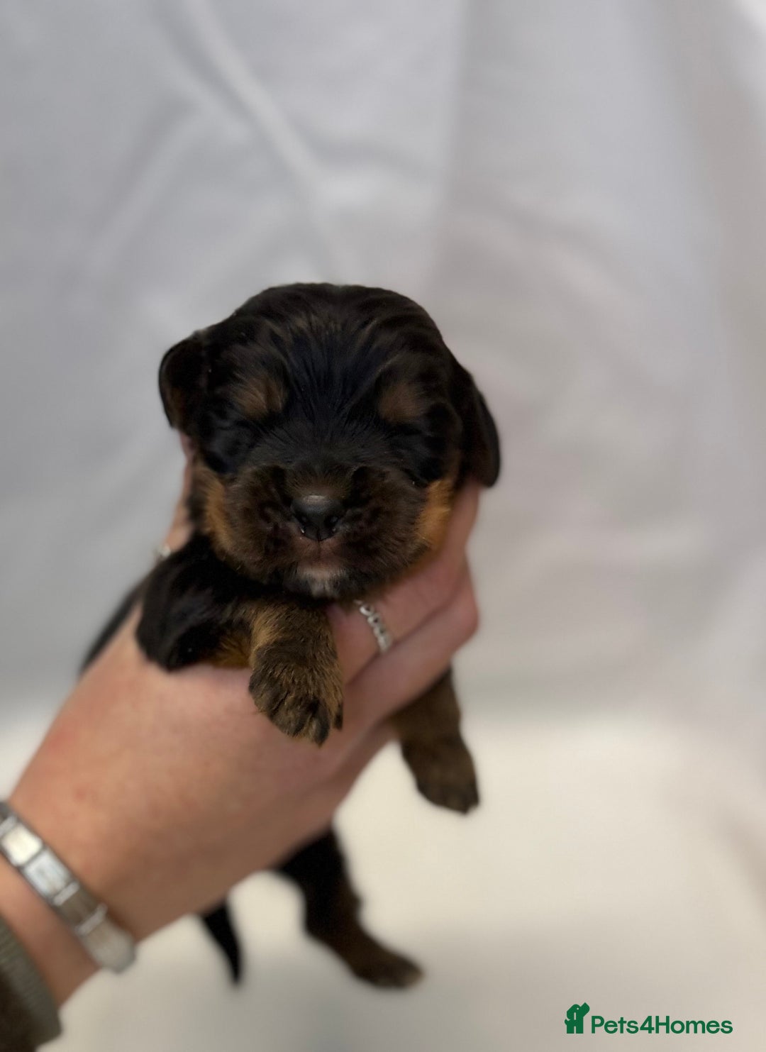 Cocker Spaniel dogs for sale: Bred From Extensively Health Tested Parents  - Advert 2