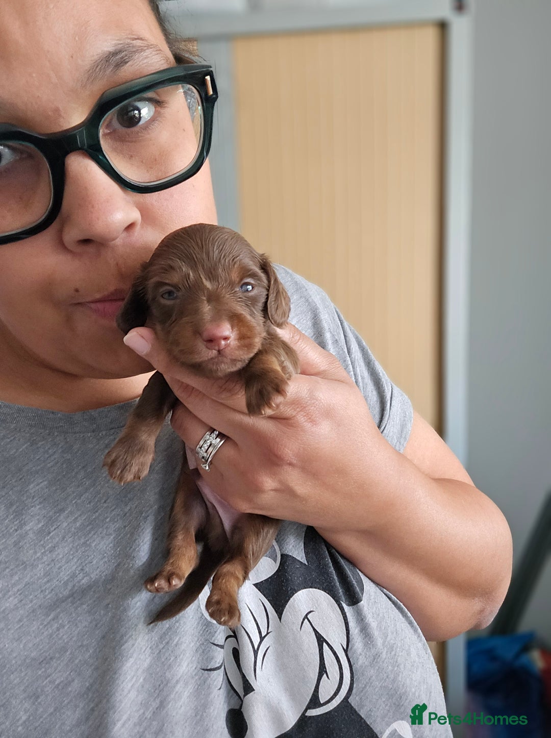 Miniature Dachshund dogs for sale: READY NOW. Rare long haired miniature dachshunds - Image 12