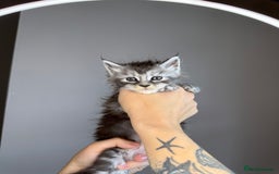 Maine Coon cats for sale: XL Russian maine coon kittens  in Market Rasen - Image 5