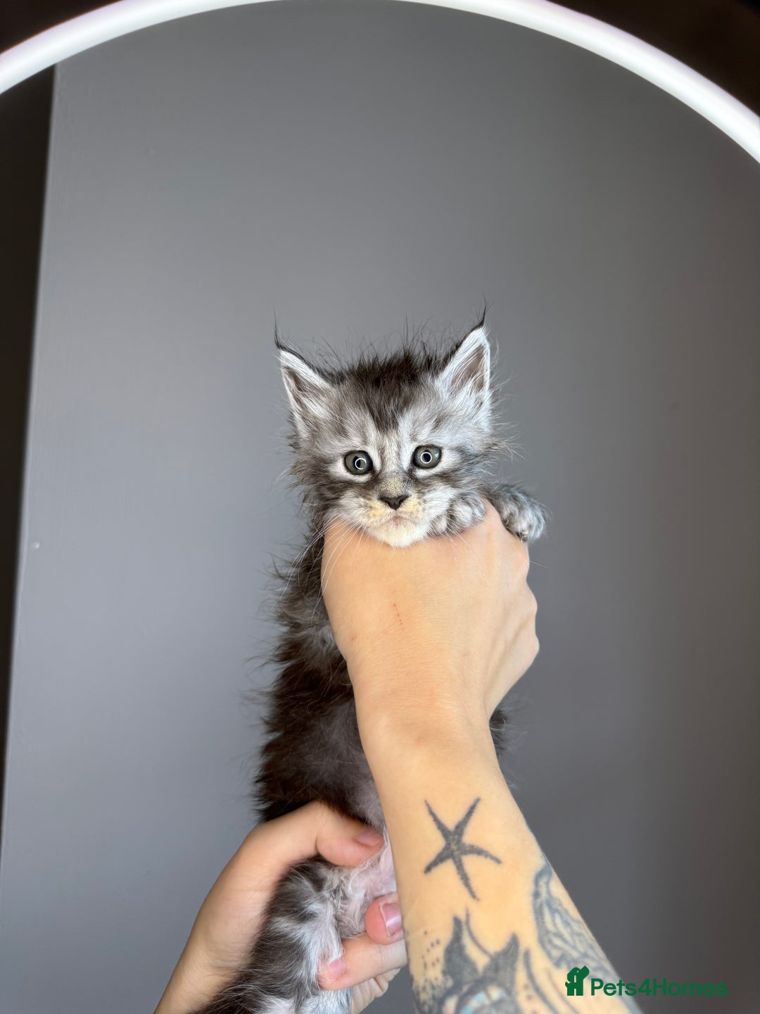 Maine Coon cats for sale: XL Russian maine coon kittens  in Market Rasen - Image 5