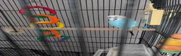 Cockatiels birds for sale: Free to good home  in Scunthorpe - Advert 3