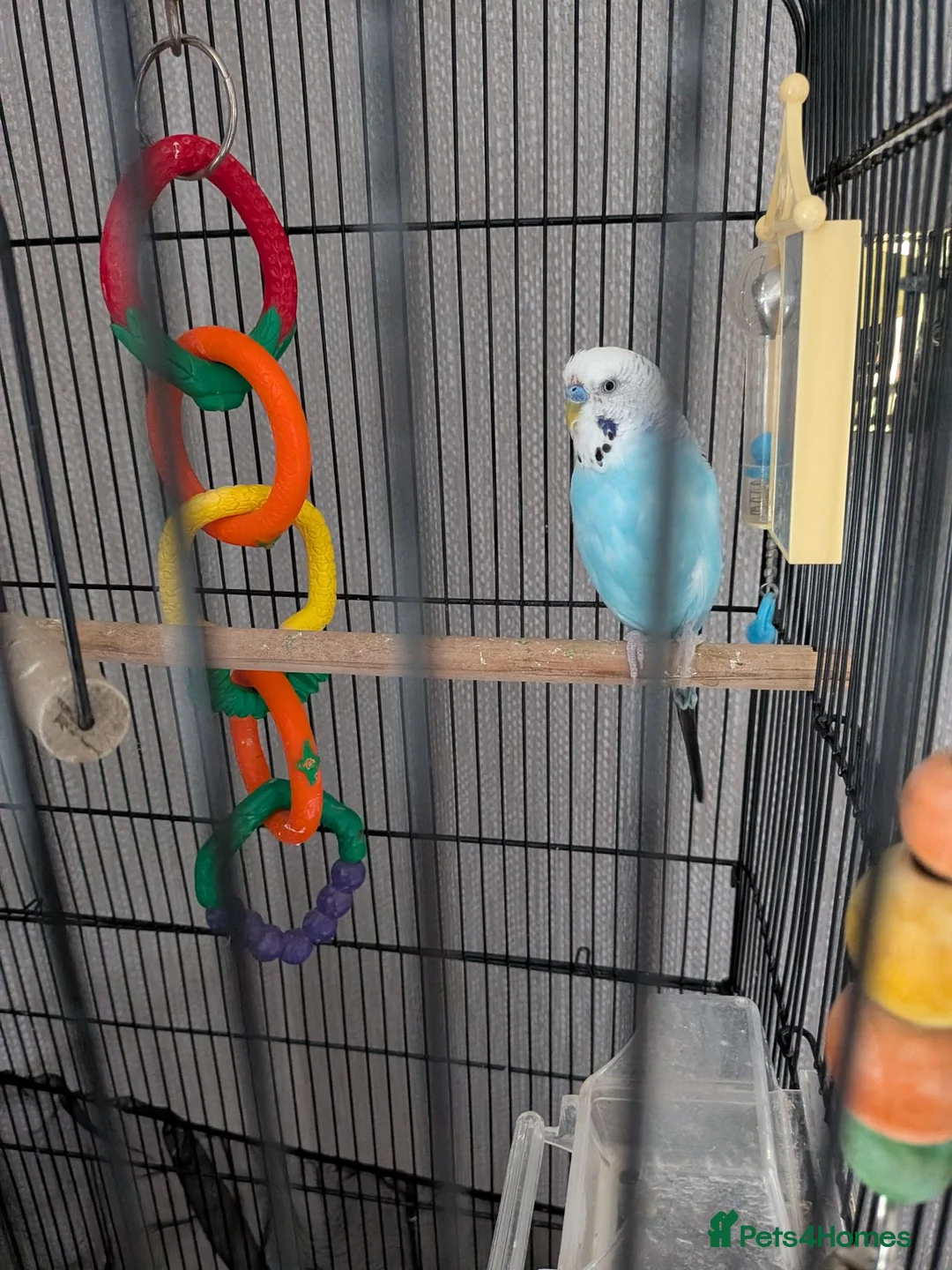 Cockatiels birds for sale: Free to good home  in Scunthorpe - Advert 3