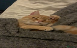 Domestic Shorthair cats for sale: Zuki the cat - Image 4