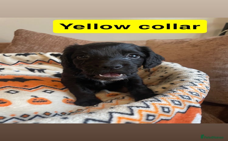 Cocker Spaniel dogs - Advert 3