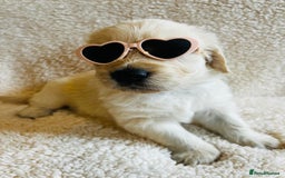Golden Retriever dogs for sale: 8 Outstanding Chunky Cream Golden Puppies  - Image 9