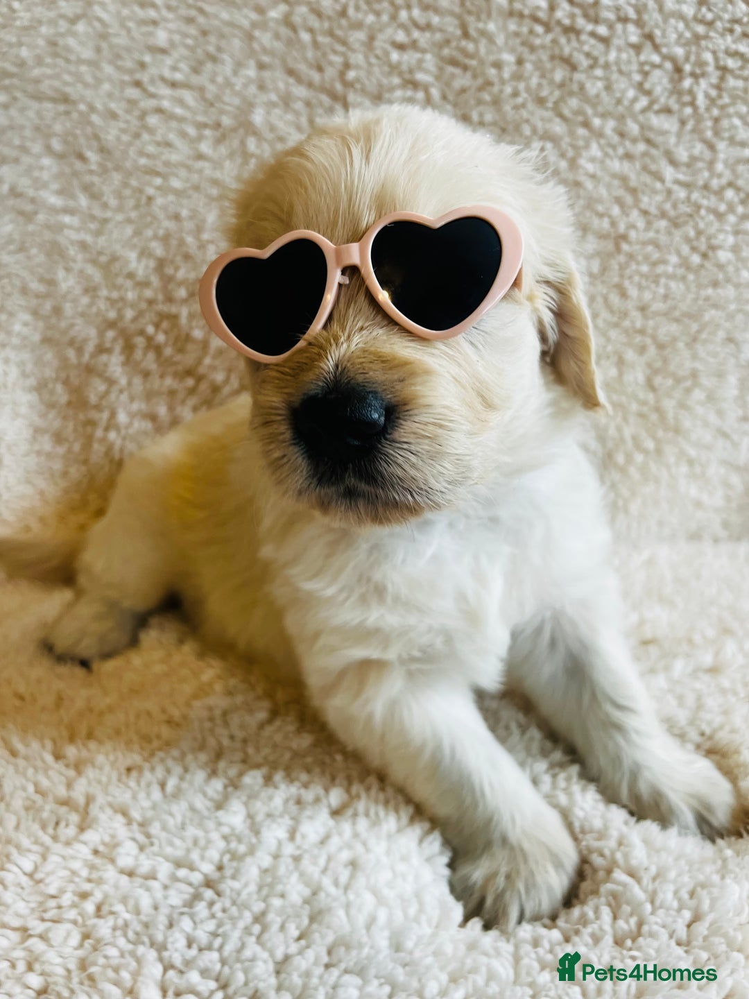 Golden Retriever dogs for sale: 8 Outstanding Chunky Cream Golden Puppies  - Image 9