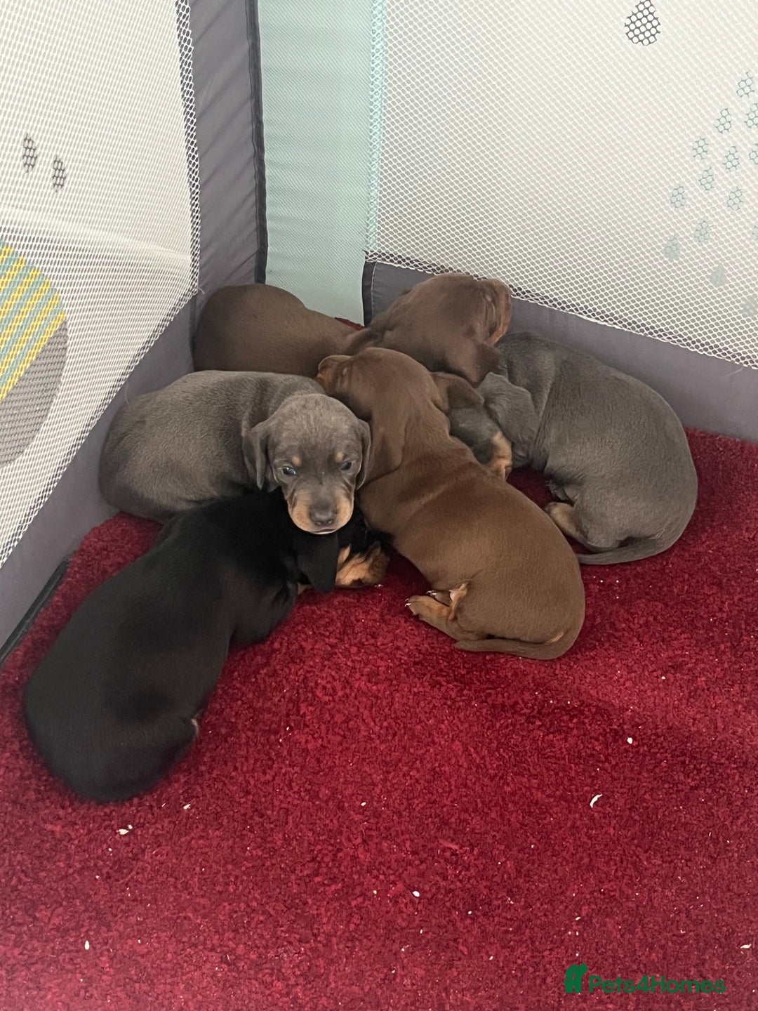 Miniature Dachshund dogs for sale: mini dachshund puppys❗️LAST BOY❗️ - Image 9