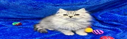 Siberian cats for sale: 🩶🩶Stunning Silver Traditional Siberian’s🩶🩶 - Advert 12