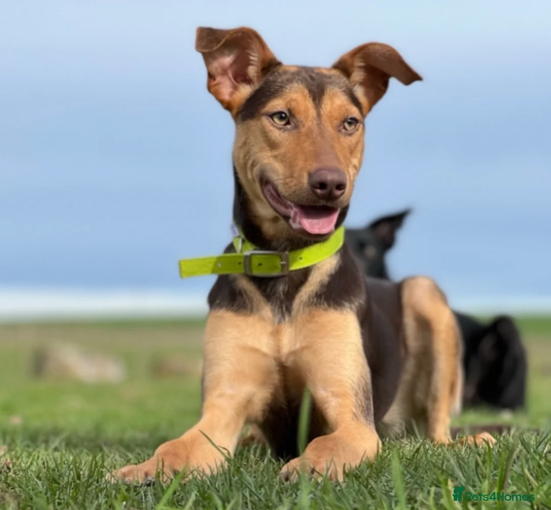 Australian Kelpie dogs for sale: Australian Kelpie Rehome  - Advert 1