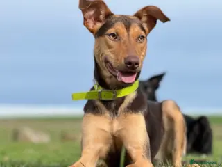 Australian Kelpie dogs Australian Kelpie Rehome - Advert 13