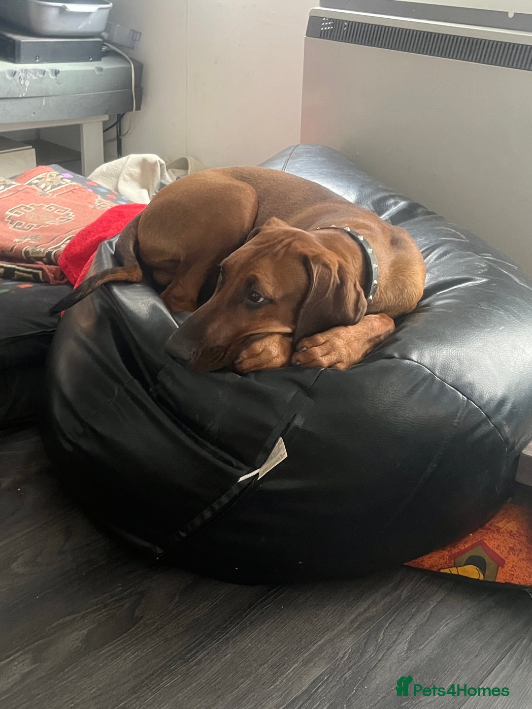 Mixed Breed dogs for sale: Rhodesian Ridgeback Cross Doberman - Image 8