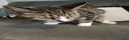 Mixed Breed cats for sale: 4 beautiful kittens ready for their forever home - Advert 3