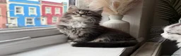 Maine Coon cats for sale: Beautiful half Maine coon kittens available  - Advert 9