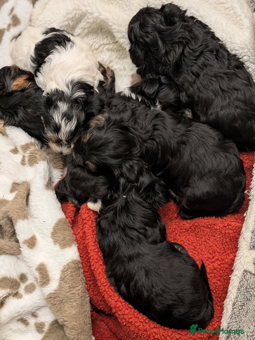 Yorkshire Terrier dogs for sale: York terrier pupyy  - Advert 3